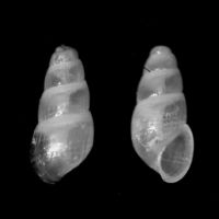 Odostomia rutor 